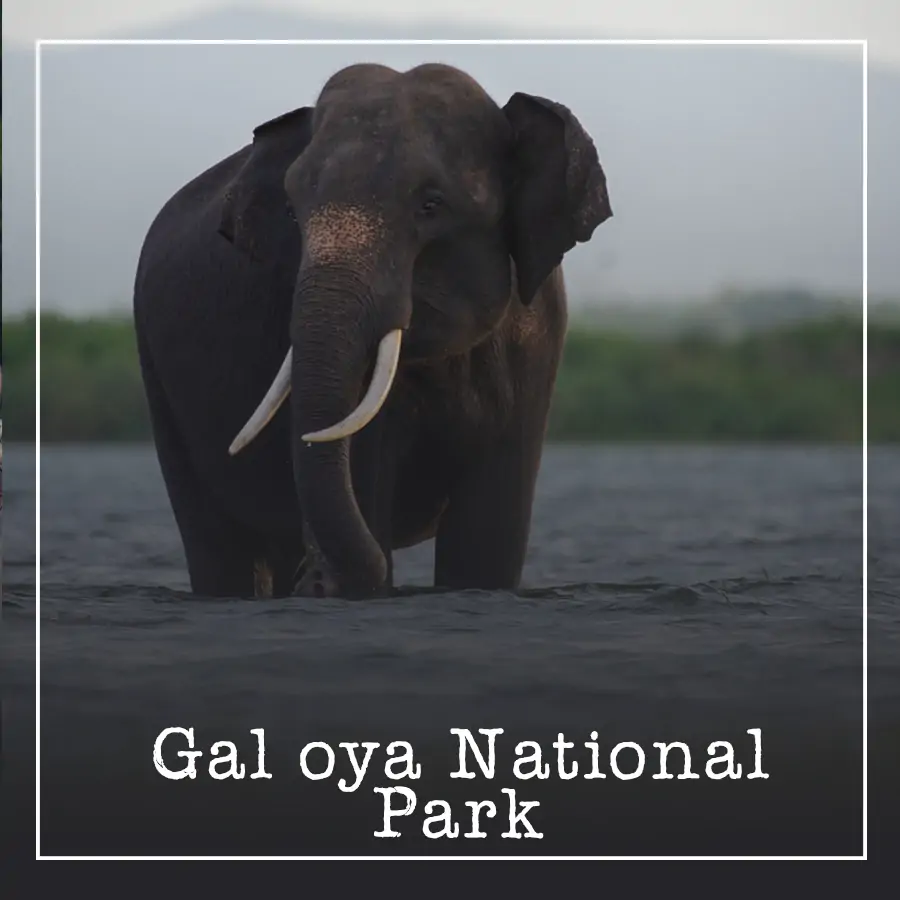 Gal oya National Park Ceylon Silk Route