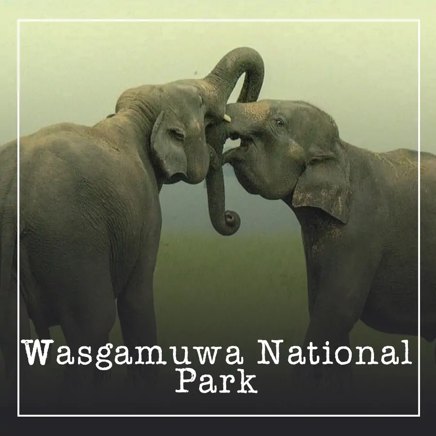Wasgamuwa National Park Ceylon Silk Route