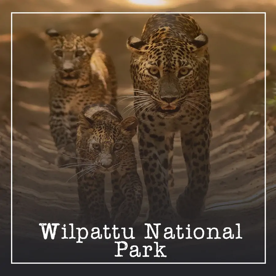 Wilpattu National Park Ceylon Silk Route