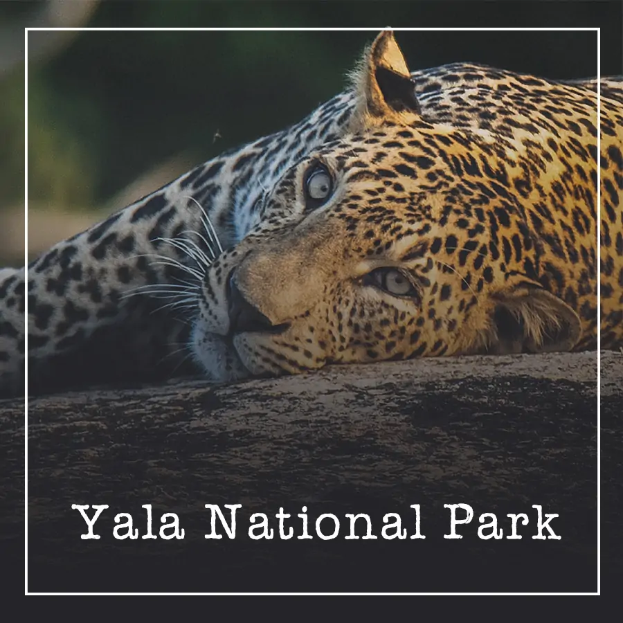 Yala National Park Ceylon Silk Route