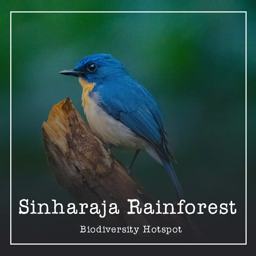 biodiversity hotspot Sinharaja Ceylon Silk Route