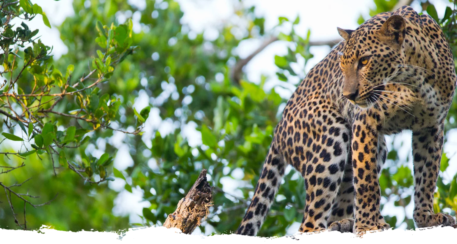 leopard in Sri Lanka 02