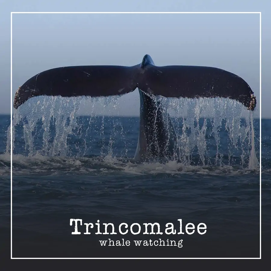 whale watching Tricomalee Ceylon Silk Route