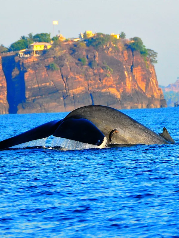 Whale trinco