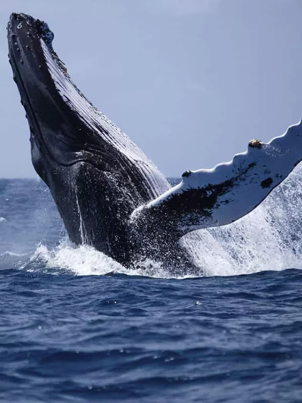 whale mirissa