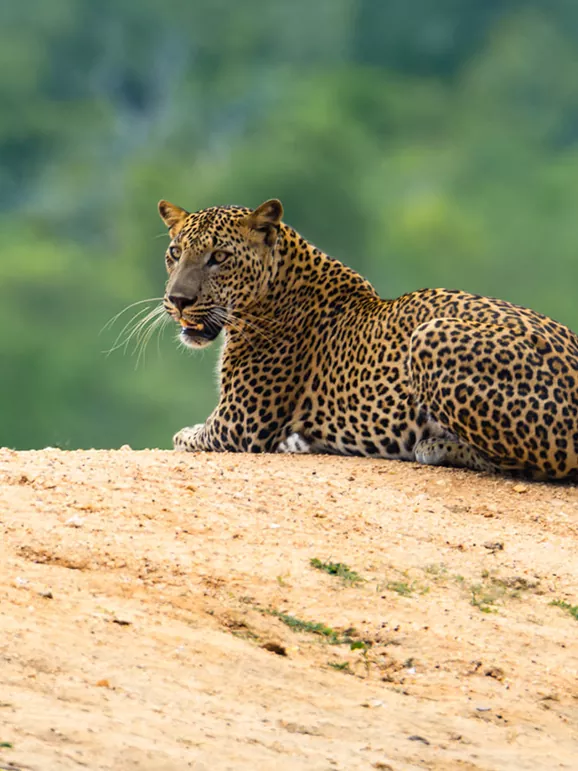 leopards in SL