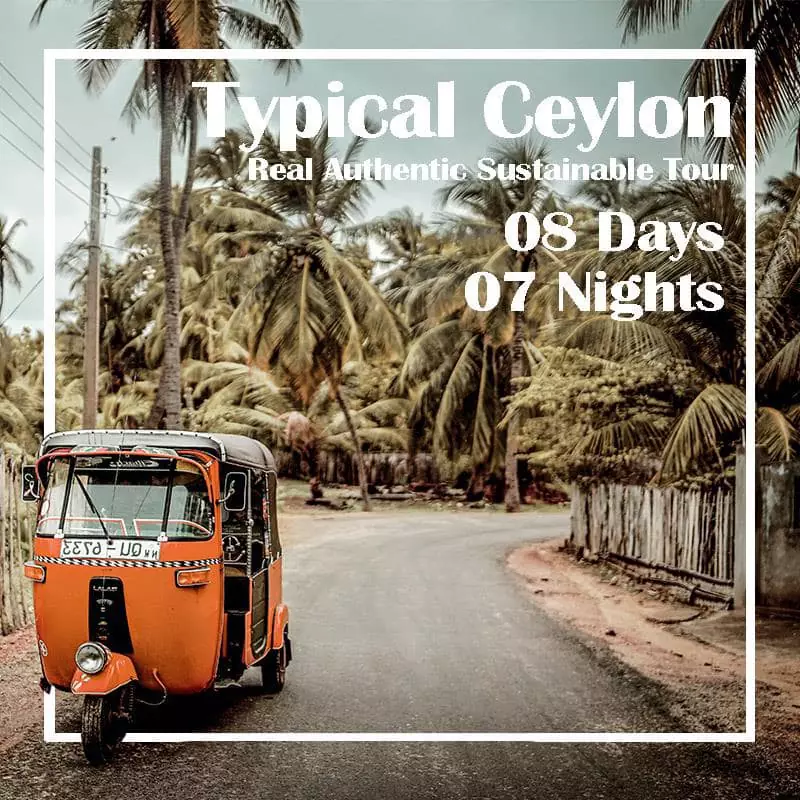 Typical Ceylon 08 Days 07 Nights tour in Sri Lanka