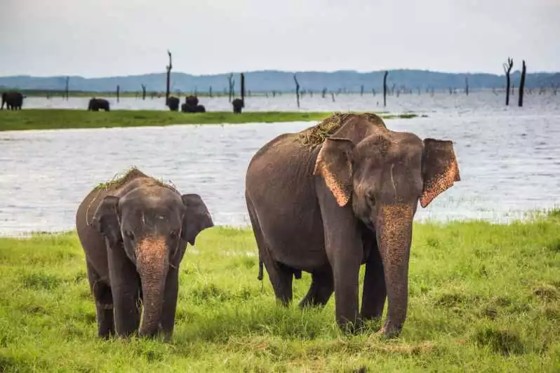elephants in sri lanka near lake