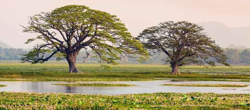 Kataragama Ceylon Silk Route