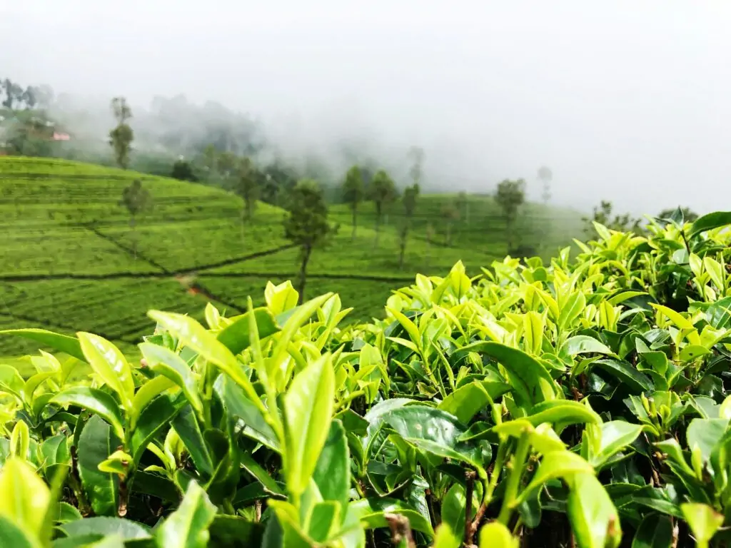 Nuwara eliya tea Ceylon Silk Route