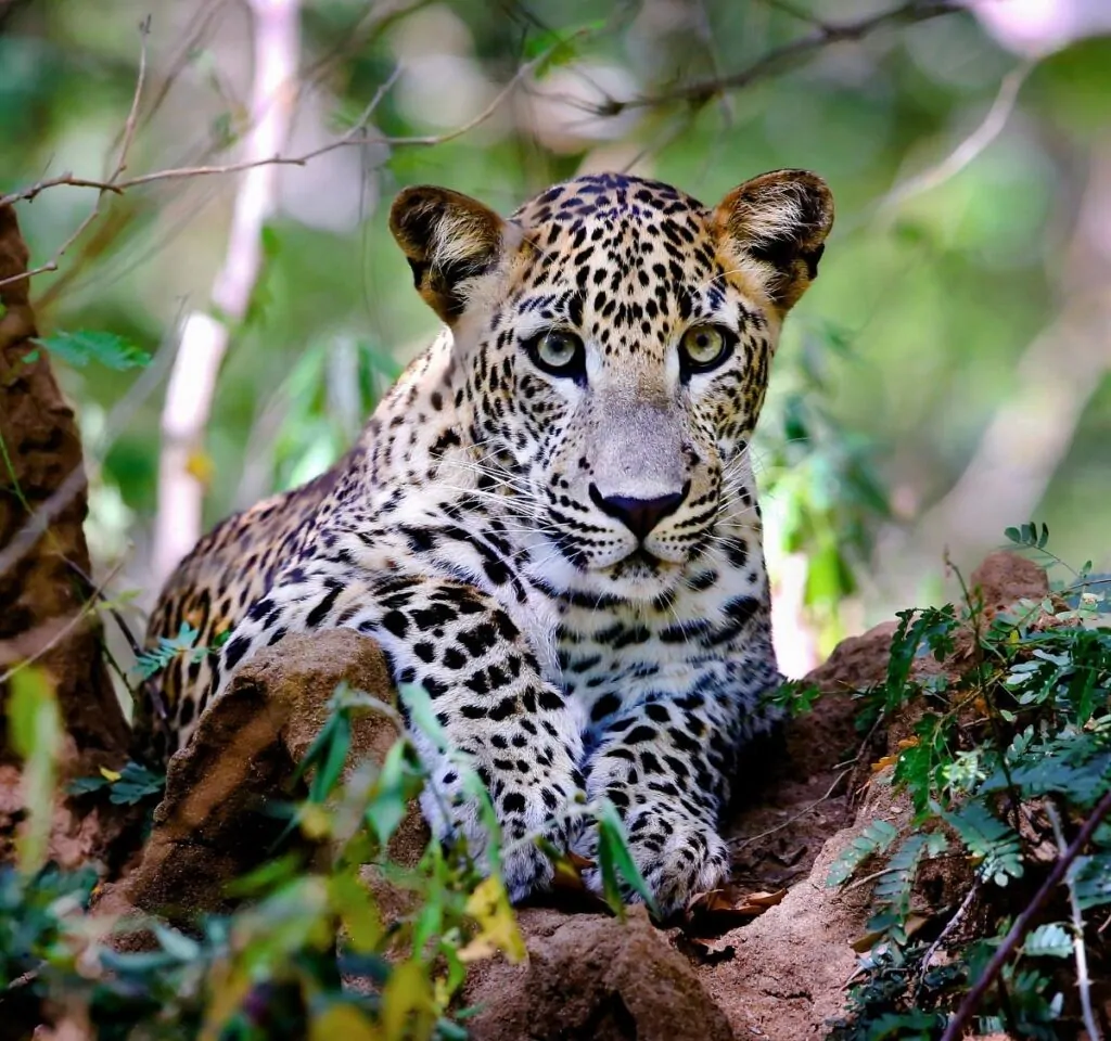 kumana lepoard Ceylon Silk Route