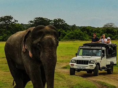 Elephants in Sri Lanaka