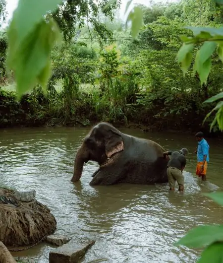 Asian Elephant Sri lanka