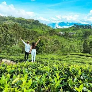 tea plantation in Nuwara eliya