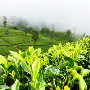 Nuwara eliya tea
