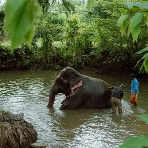 elephant bathing pinnawala