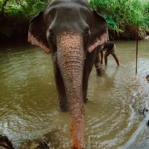 Asian Elephant Sri lanka