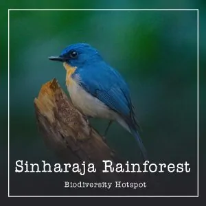 biodiversity hotspot Sinharaja